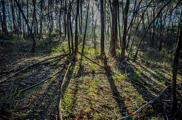  Sun Streaming Through The Thin Trees