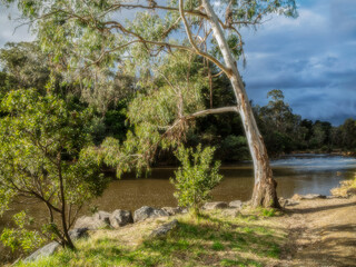 Winter Light On The Tree