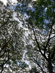 trees in the forest