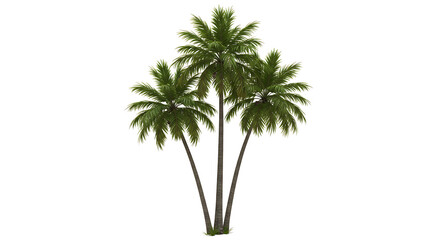 Obraz premium Isolated Tropical Coconut Palm Tree on White Background