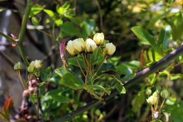 Beautiful miniature yellow rose buds on branches in the garden, close-up