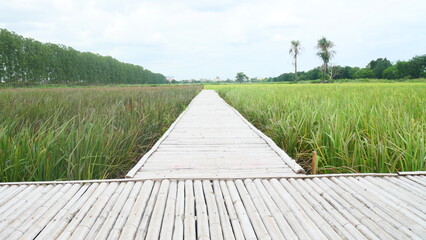 Wooden Walkway Through Golden Rice Fields