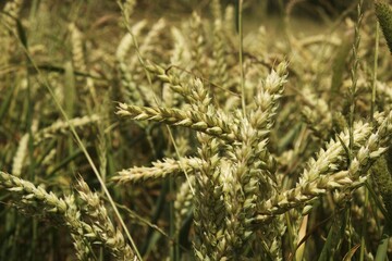 culture et champs de blé en été