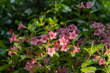 Blooming Weigela Bristol Ruby. Selective focus and close-up of beautiful bright pink Weigela flowers on blurred green background in ornamental garden. Selective focus. Nature concept for design