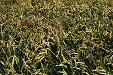 culture et champs de blé en été