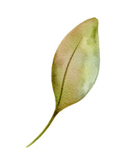 Single Autumn Leaf, Watercolor Botanical Design for Seasonal Projects
