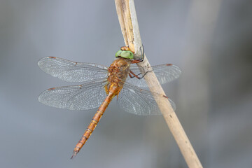 A beautiful Norfolk Hawker Dragonfly, Anaciaeschna isoceles, perching on a reed at the edge of a river.