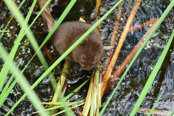 A baby endangered Water Vole, Arvicola amphibius, in the reeds at the edge of a river feeding on water plants.