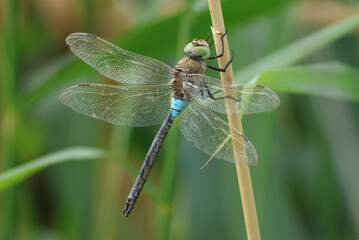 A rare Lesser Emperor Dragonfly, Anax parthenope, perching on a reed at the edge of a river .