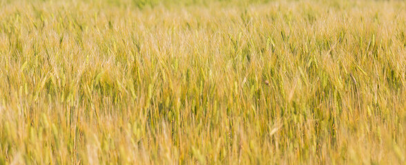 A field of ripening barley. Jeju Island