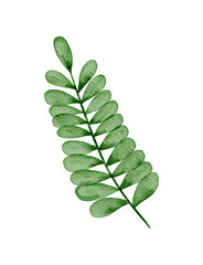 Fresh Natural Watercolor Leaves, Soft Rounded Botanical Clipart for Versatile Design Projects