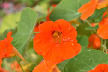 Close-up of a vibrant orange nasturtium flower with visible stamens and green round leaves in the...