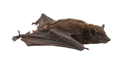 Fototapeta premium Isolated Brown Bat on White Background.