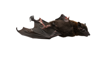 Isolated Flying Fox or Fruit Bat.