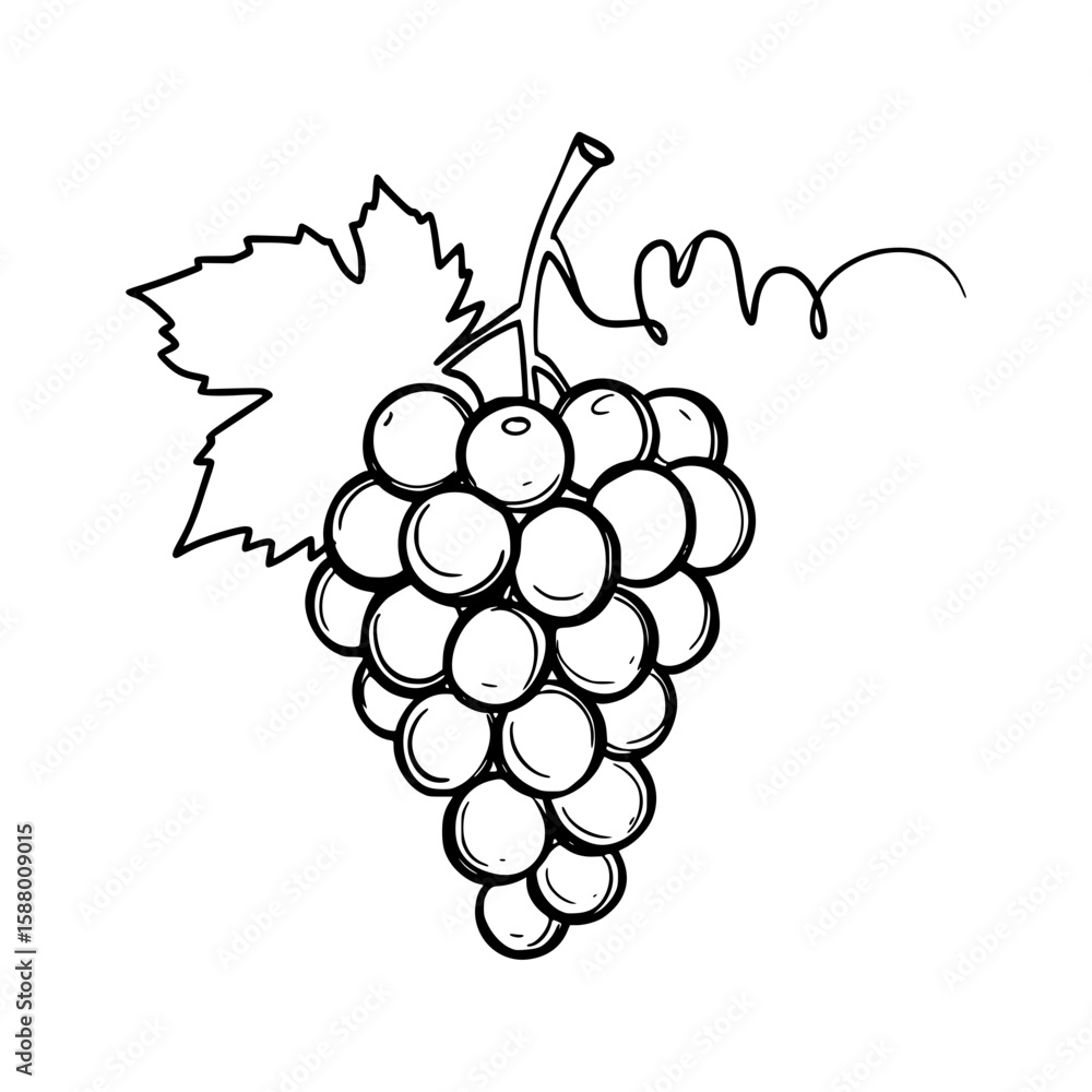 Poster line drawing of grapes with leaves, isolated vector image on transparent background