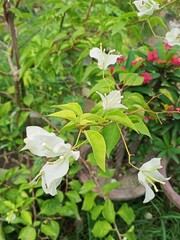 lilies of the valley