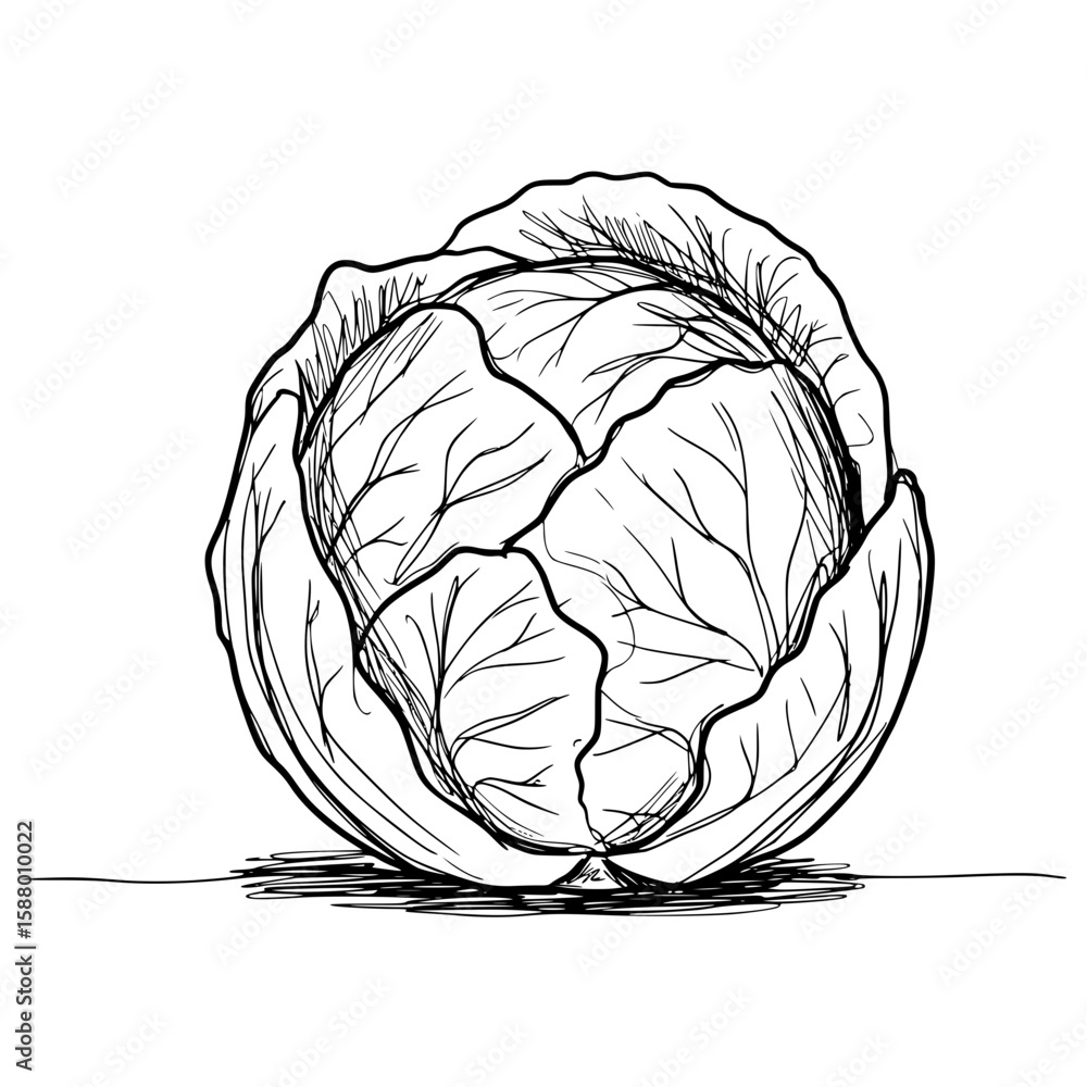 Poster line drawing of a cabbage, isolated vector image on transparent background