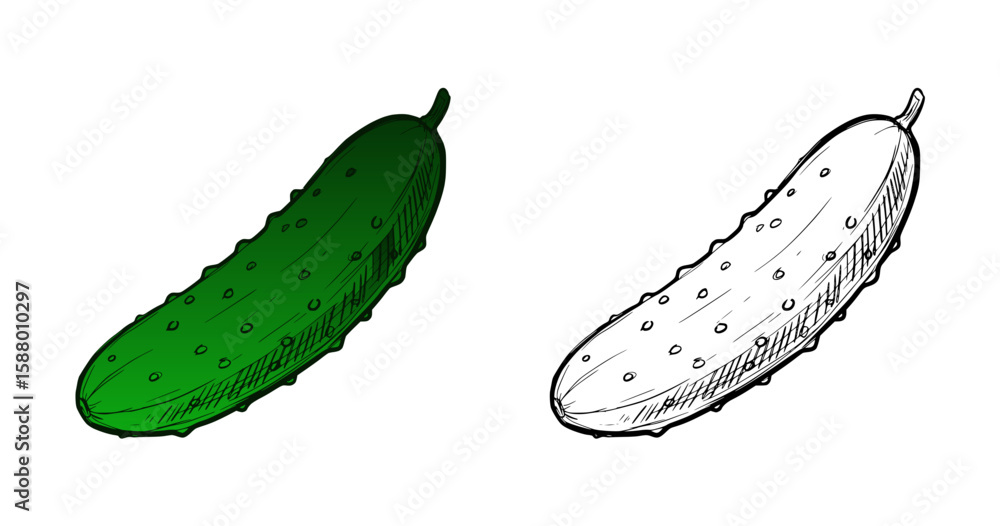 Poster green cucumber and line drawing isolated vector image on transparent background, two design variants