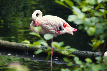 close up of a pink flamingo