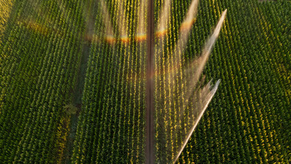 Irrigation et Arrosage champs de Mais
