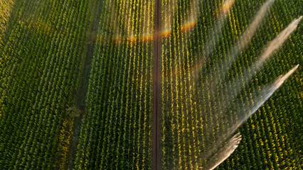 Irrigation et Arrosage champs de Mais