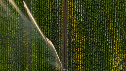 Irrigation et Arrosage champs de Mais