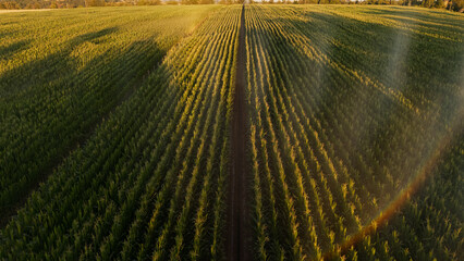 Irrigation et Arrosage champs de Mais