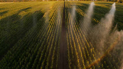 Irrigation et Arrosage champs de Mais