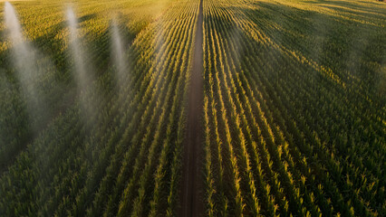 Irrigation et Arrosage champs de Mais
