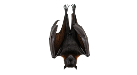 UpsideDown Bat Isolated on White Background.