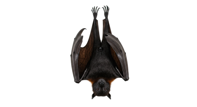 UpsideDown Bat Isolated on White Background.