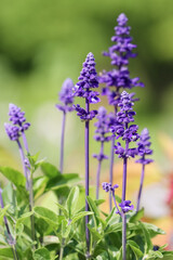 Naklejka premium Salvia farinacea, commonly called mealycup sage. It is a shrubby, clump-forming, tender perennial. Cultivars are available in various shades of blue, purple, lavender, white and bicolor.