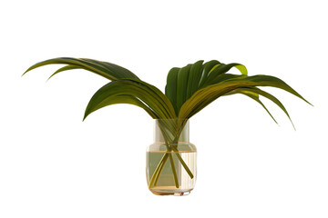 Lush Green Palm Leaves in a Clear Glass Vase Botanical Arrangement Studio Shot isolated on a transparent background