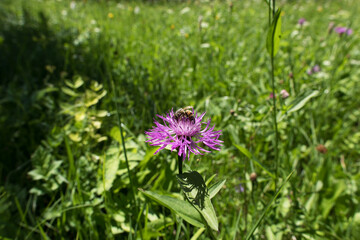vista macro di un'ape su un fiore color magenta, in primo piano, in un campo d'erba, di giorno, in estate