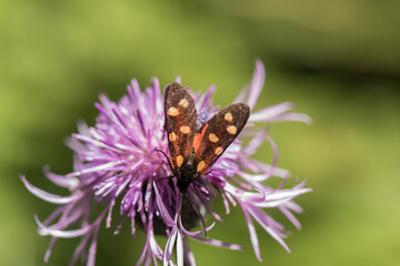 vista macro di un bellissimo esemplare di falena dal corpo nero con macchie rosse (Zygaena), su un...