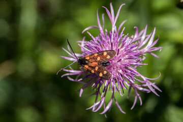 vista macro di un bellissimo esemplare di falena dal corpo nero con macchie rosse (Zygaena), su un...