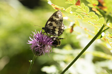 vista macro di una farfalla bianca e nera su un fiore rosa, di giorno, in estate, in un ambiente naturale 
