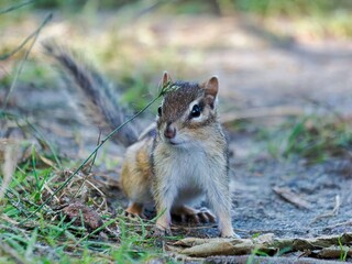 Chipmunk on Forest Floor