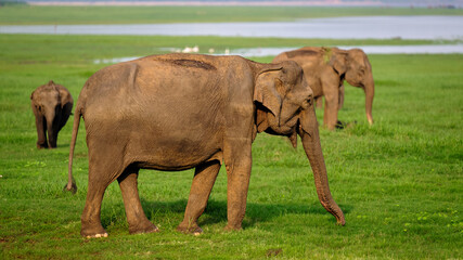 elephants at the river