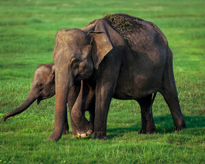elephants in the wild