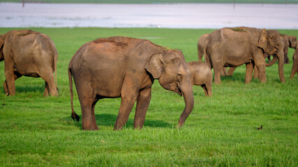 Fototapeta premium herd of elephants in the grass
