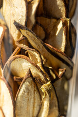 Dried citrus fruit closeup, eco-friendly snack