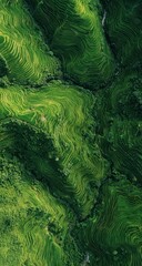 Lush green terraced rice paddies