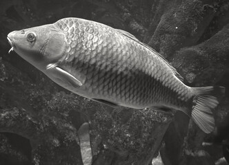monochrome view of large fish in close-up