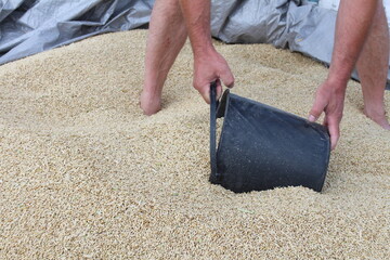 In the village, the grain was threshed, the man is harvesting and is pleased with the good result