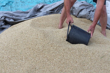 In the village, the grain was threshed, the man is harvesting and is pleased with the good result