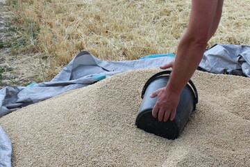 In the village, the grain was threshed, the man is harvesting and is pleased with the good result