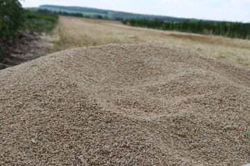 the village is harvesting grain, the mountain of barley is beautiful