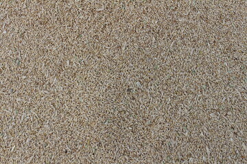 The village harvested excellent golden barley