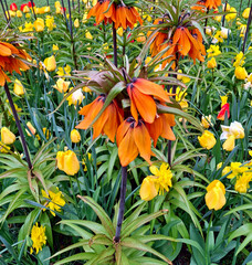 cheerful and colorful group of flowers in a flowerbed